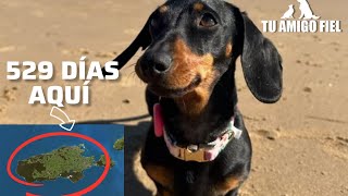 Esta perrita salchicha duró 529 días en una isla por su cuenta | Tu Amigo Fiel
