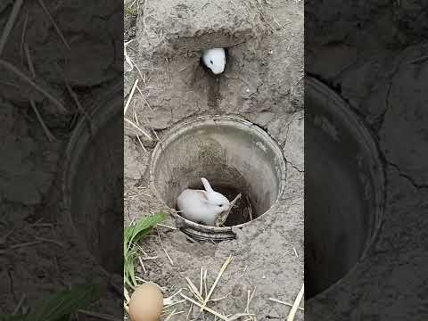 RABBIT MOM ?? you can't guess how many to go in, Videos Cute moment you never know before #yt #300