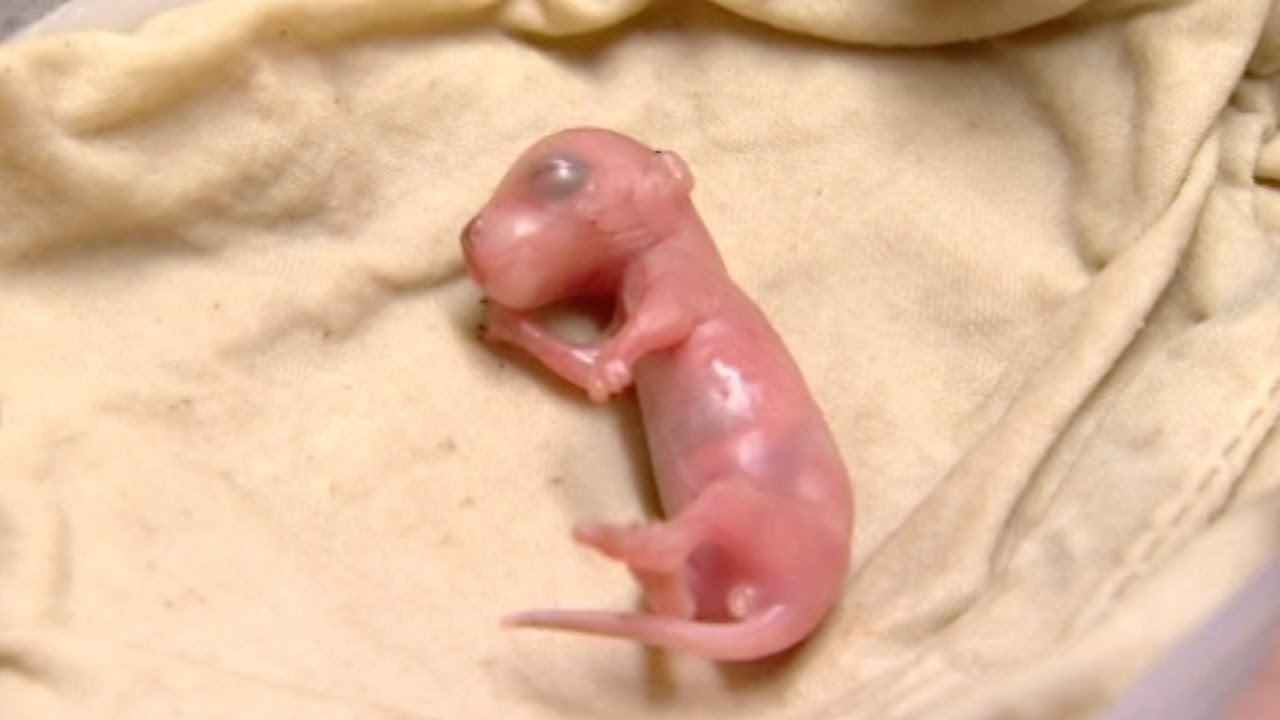 Fostering Tiny Baby Rock Wallabies Nature's Miracle Babies BBC Earth