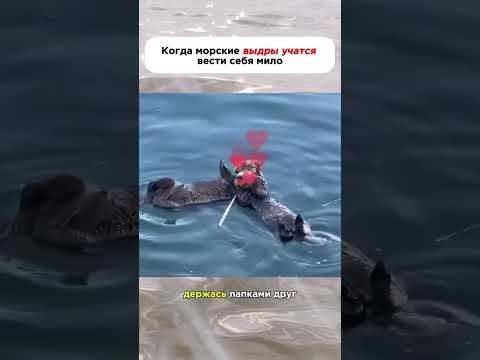 недооценённо прикольные существа