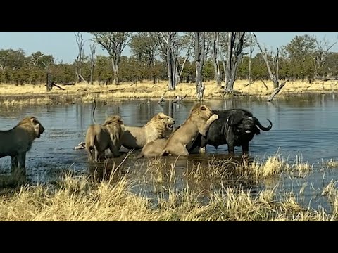 WATCH AGAIN: Buffalo Takes Down Lion with CRAZY Flip Move!