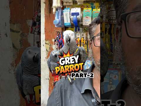 PART-2💥 Exotic African Grey Parrot ✨#puppies #pets #sale #offer #dogs #birds