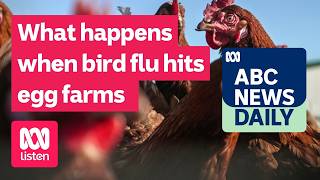 YouTube video thumbnail: What Happens When Bird flu Hits egg Farms?