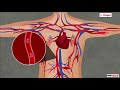 Blood Vessels and Their Functions
