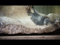 The Story of White in Art and History