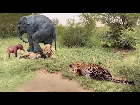 Leopard Watches Lion Get Trampled to Death by Mother Elephant For Daring To Tease Their Cubs