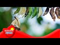 Metamorphosis and Life Cycles