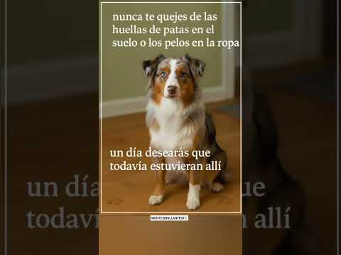 Recuerda esto #dogs #dog #pets #puppy #peludo #animals #mascotas#pet#shorts#shortsvideo #amor 