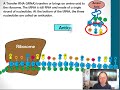 Protein Synthesis Concepts