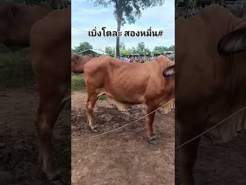 #ตลาดนัดโคกระบือ #วัว #ราคาถูก #ราคาวัว #ราคาวัววันนี้ #ราคาวัวล่าสุด #วัวแดง #วัวเนื้อ #นายฮ้อย