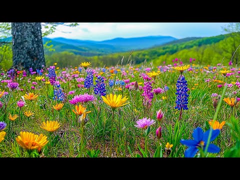 Музыкальная терапия 🌿Успокаивает нервную систему и освежает душу успокаивающим пением птиц