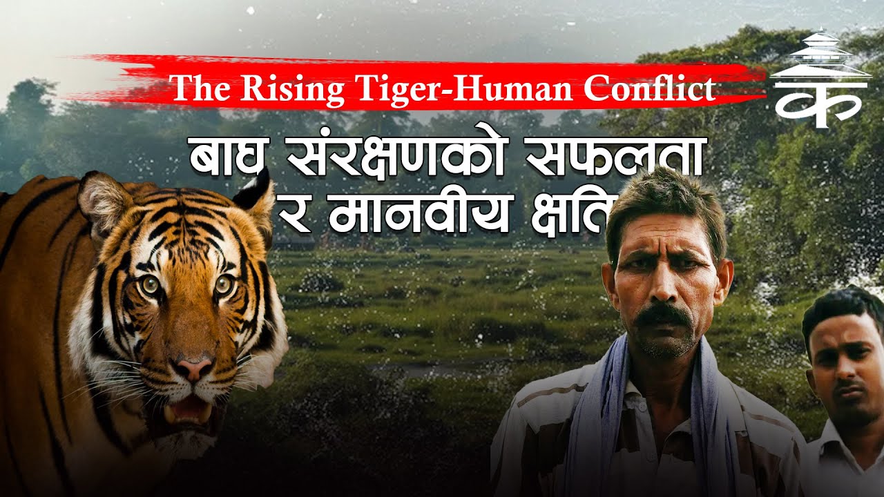 Why are tiger attacks increasing?