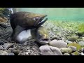 レモンに関するクイズ