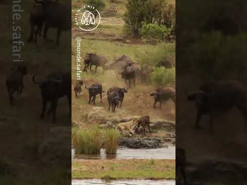 Buffalo Herd Save Baby from Lion Attack ๐ฆ๐ฆ World Wild Web #wildlife #shorts #lion