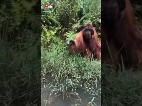 I CAN CATCH, ASKS FOR TOLL FEE 🦧🍽️🤯🤯 #orangutan #shorts #viralshorts