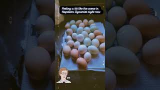 Fresh Eggs Daily