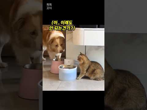 댕댕이가 숨은 예상치 못한 이유