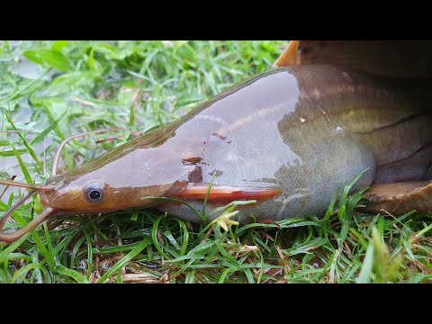 Fishing in Rainy Season: Catching Climbing Perch Fish & Catfish Catch in Rain #fish