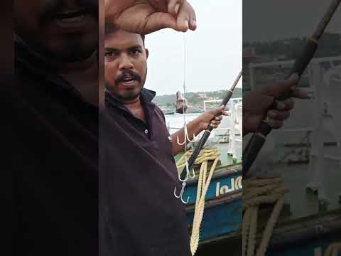 ചൂണ്ടക്കമ്പ്‌  ഒടിക്കുന്ന മീൻ..#harbour#seafishing #villagefishing #poolavu#spinefoot