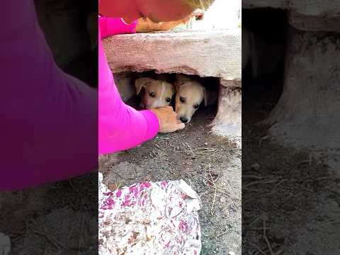 I Found Puppies in the Sewer 😔