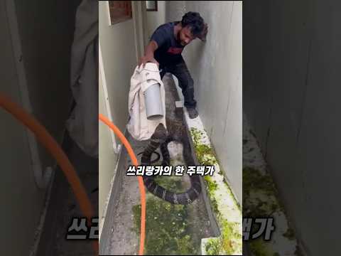 킹코브라 포획의 정석