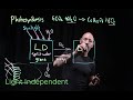 Photosynthesis: Light Reactions and Processes