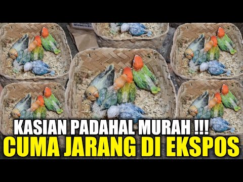 BIKIN RESAH ! KAKEK INI DIAM2 JUAL MURAH BURUNG ANAKAN HARI INI DIKIOS PASAR PRAMUKA