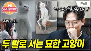 [Full] 고양이를 부탁해 - 두 발로 서는 묘한 고양이