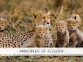 Ecology Concepts and Organism Roles