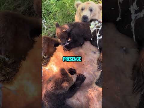 Baby bears make biscuits ?