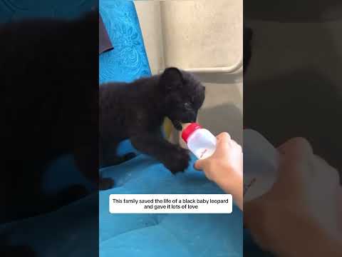 This family saved the life of a black baby leopard #shortvideo #animalrescue