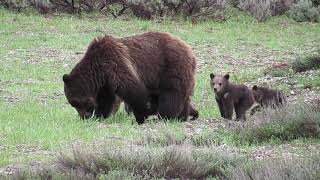Grizzly Bear 399 and 4 cubs in Grand Teton National Park