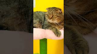 The Magic Palette Painted Our Cat! 🐱🎨
