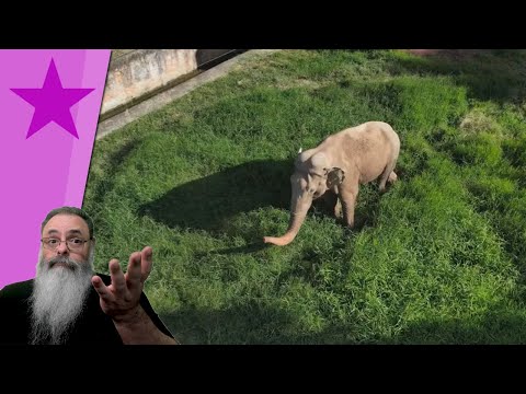 ATIVISTAS DESMIOLADAS fazem CAMPANHA para MATAR ELEFANTE na ESTRADA