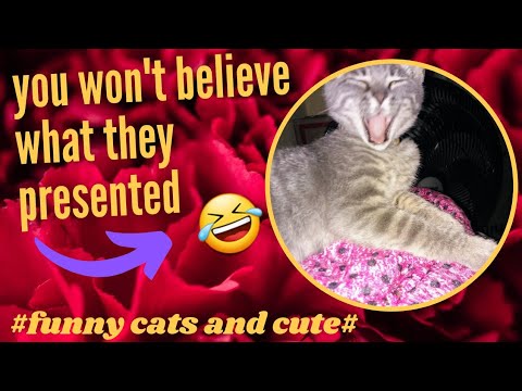 #funny cats and cute!!!🤣🤣🤣🐈#funny cat videos,funny animal videos,funny videos#