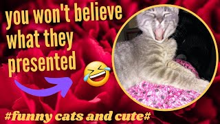 #funny cats and cute!!!🤣🤣🤣🐈#funny cat videos,funny animal videos,funny videos#
