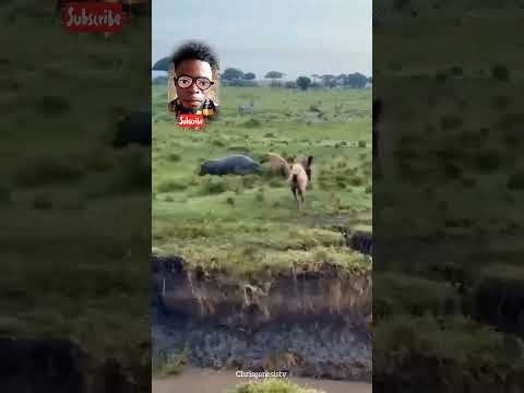 What hippo did to four Africa white dog