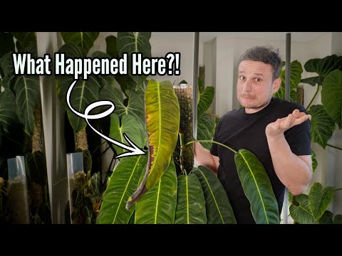 Back from Vacation: Checking on all my Plants (Indoors & Garden) 🌱❄️
