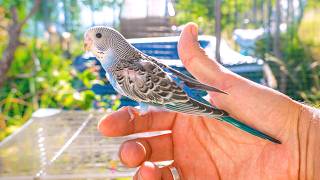 Rescue Budgies Take Their First Steps Into Freedom… And It’s Beautiful