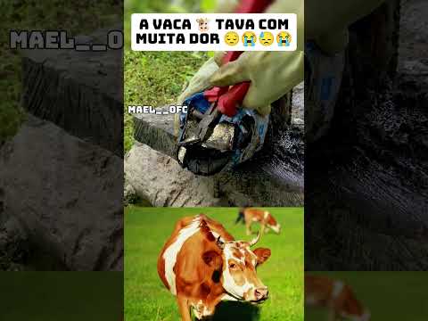 A vaca tava com dor forte