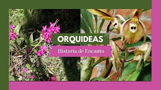 El Encanto de las Orquídeas: Una Historia de Belleza y Misterio!