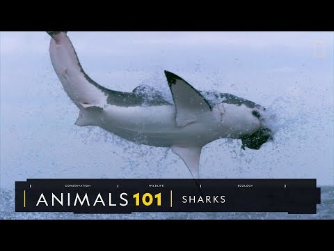 101動物教室：鯊魚《國家地理》雜誌 - YouTube(5分11秒)
