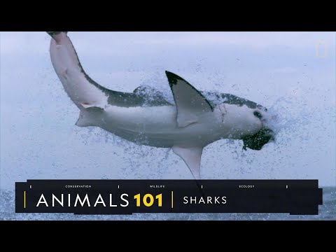 101動物教室：鯊魚《國家地理》雜誌 - YouTube