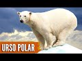 Sobrevivência e Comportamento dos Ursos Polares