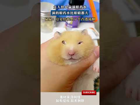 主人給倉鼠滴眼藥水,滴的眼藥水比眼睛都大,鼠鼠:這是給我整了個凸透鏡啊 #pets #寵物#萌宠