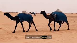 قصة قديمة شايب راعي أبل و غنم بدوي رحال كل يوم وهو في ديره يتبع الرعي وله صديق حضري