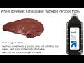 Catalase Activity and Enzyme Function