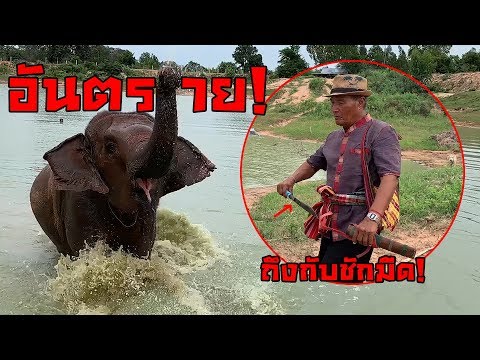 HAVE FUNช้างตกมันเล่นน้ำ! โหดมาก! คุณตาต้องชักมีด!เพราะ?[sub EING]