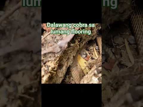 DALAWANG COBRA SA LUMANG FLOORING