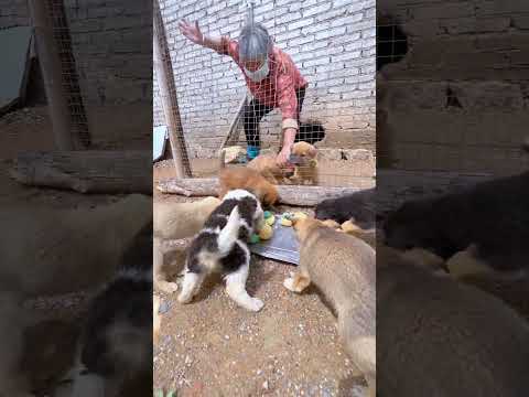 The dogs are having a meal.#puppy #cute #pets #animals #funny #dog